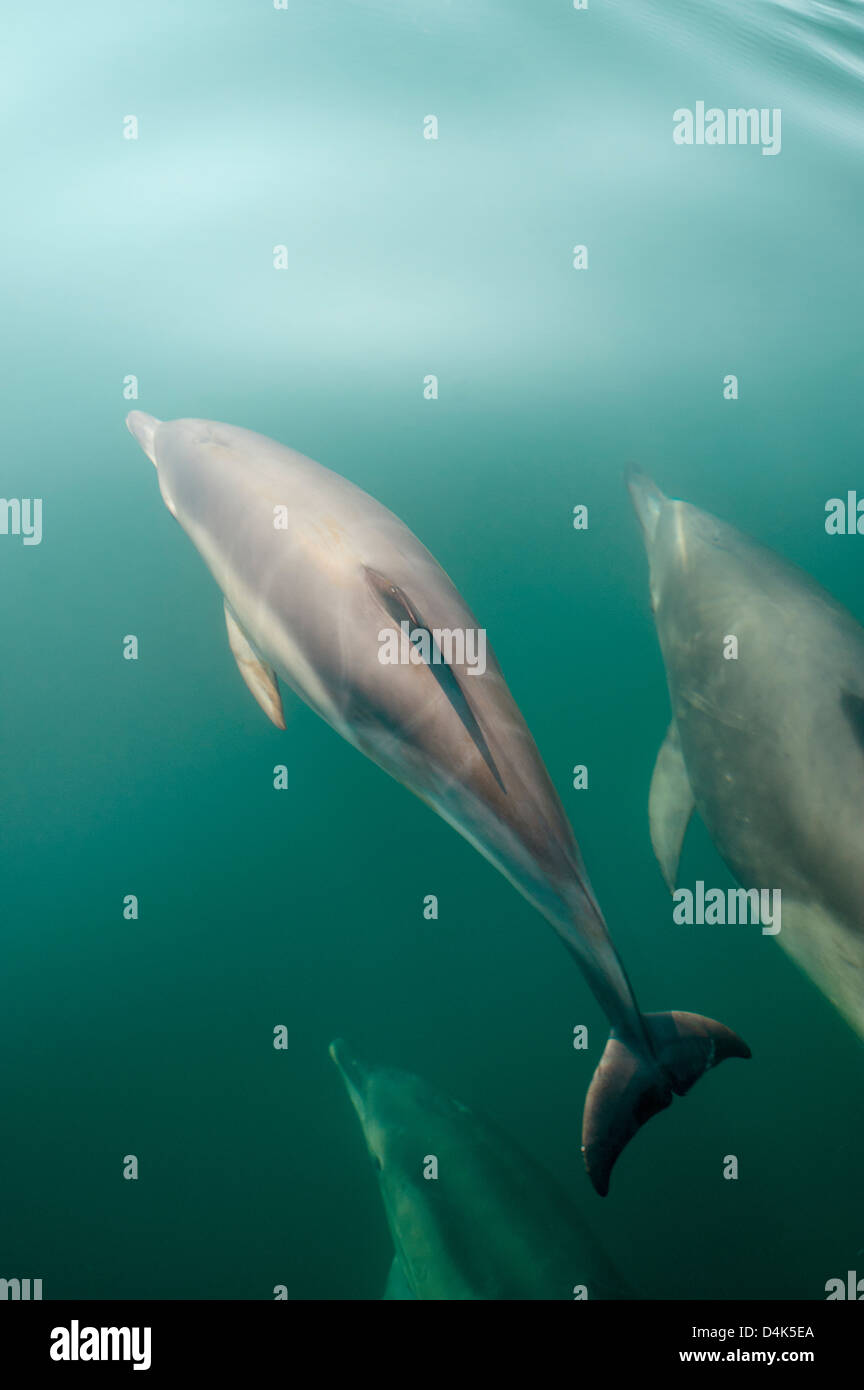 Delfine schwimmen unter Wasser Stockfoto