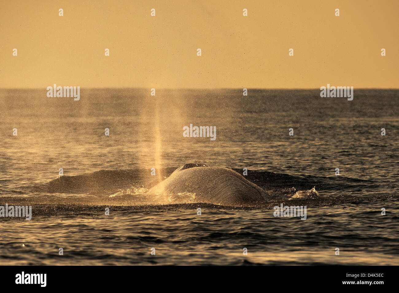Finnwal bläst Wasser Stockfoto
