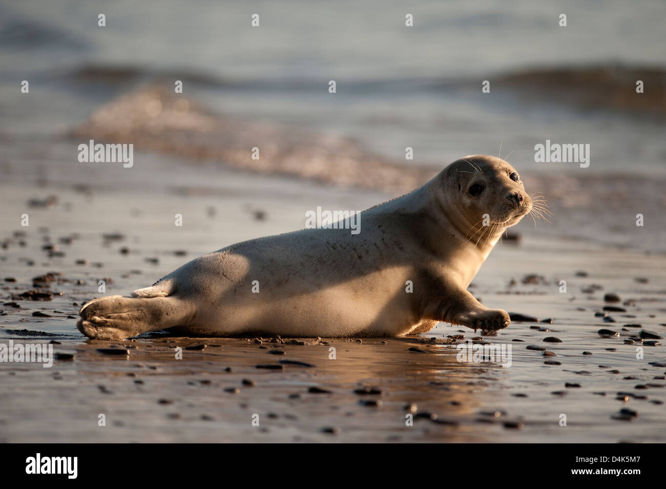 Kegelrobben Verlegung am Strand Stockfoto