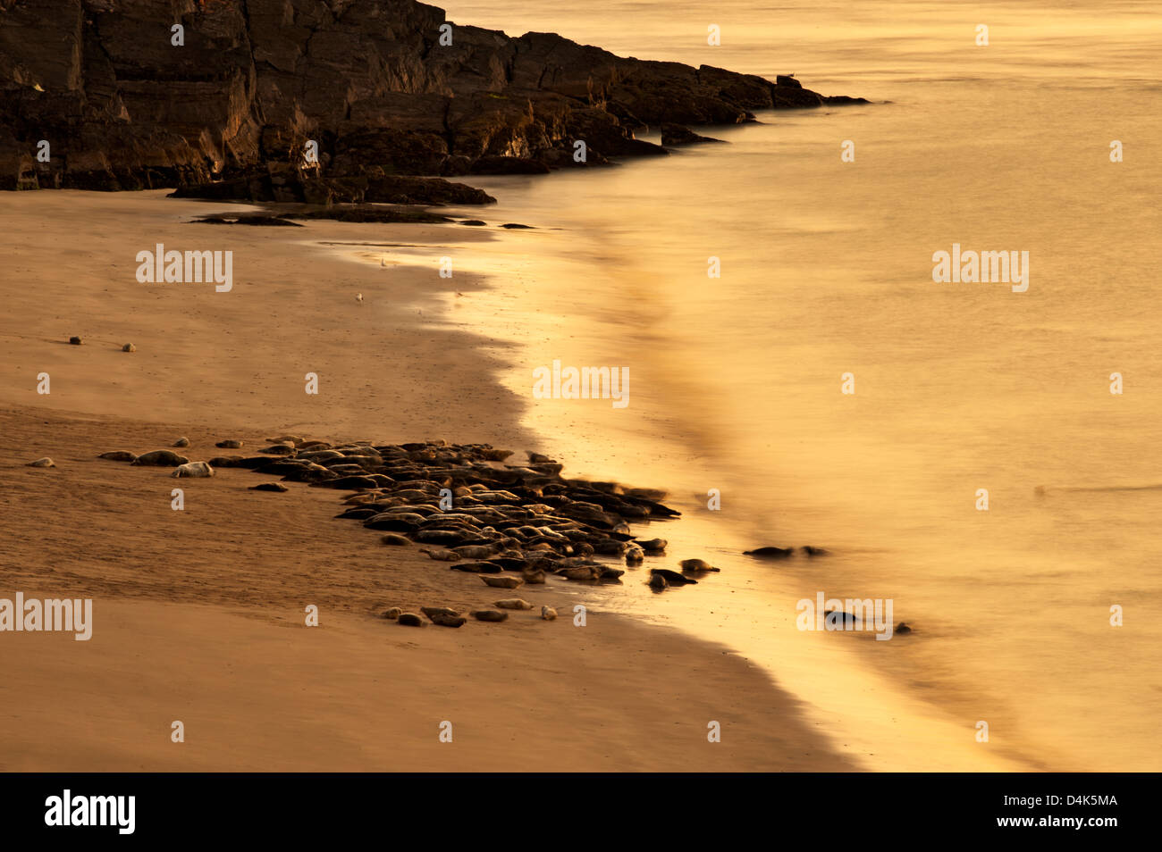 Kegelrobben kriechen an Küste Stockfoto