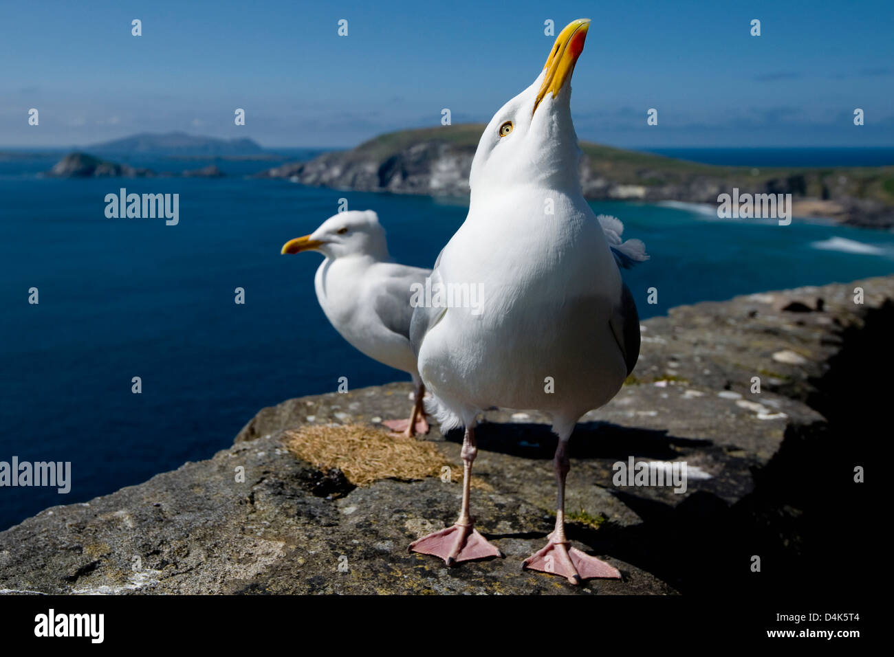 Möwen zu Fuß auf der Klippe Stockfoto
