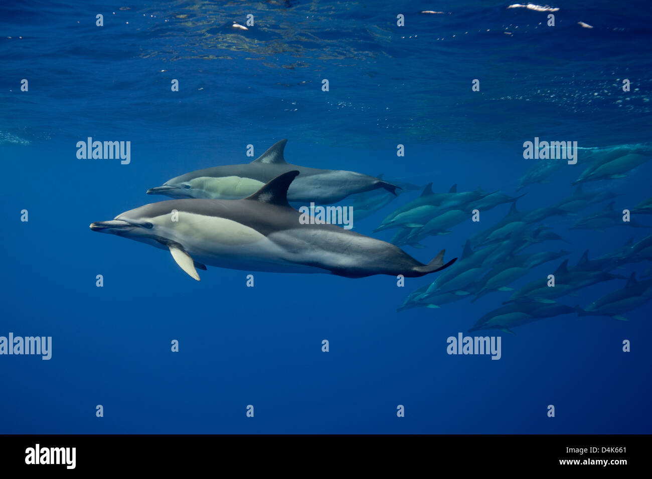 Delfine schwimmen in tropischen Gewässern Stockfoto