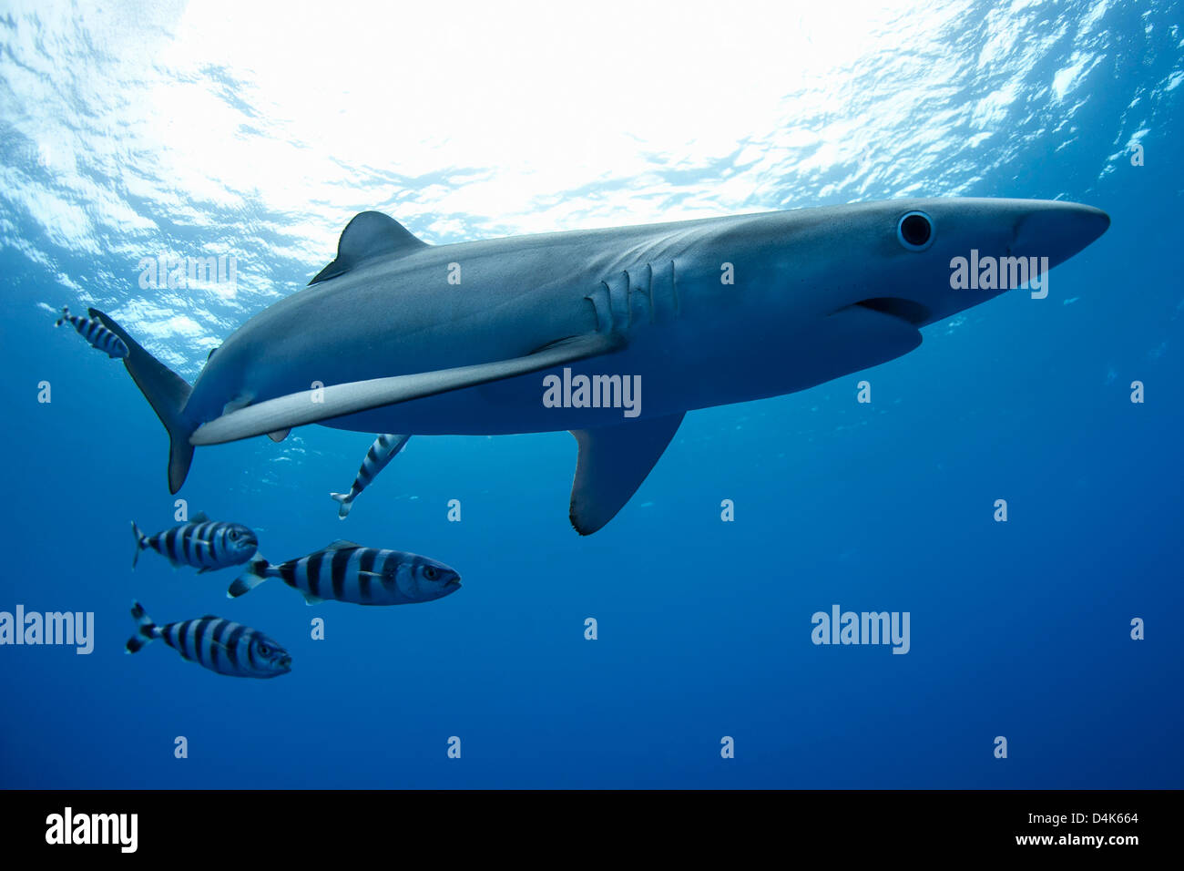 Haie und Fische schwimmen unter Wasser Stockfoto