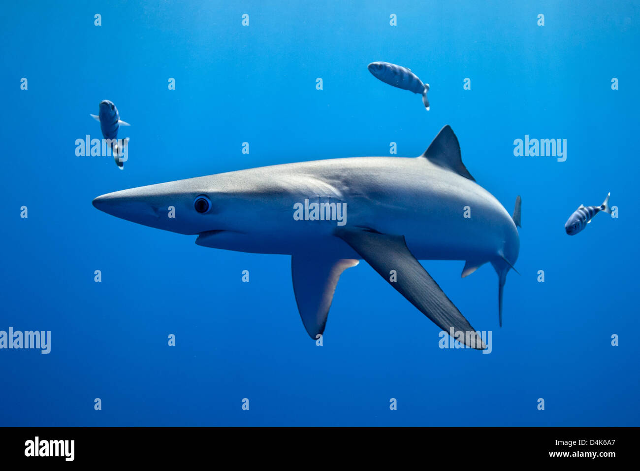 Haie und Fische schwimmen unter Wasser Stockfoto