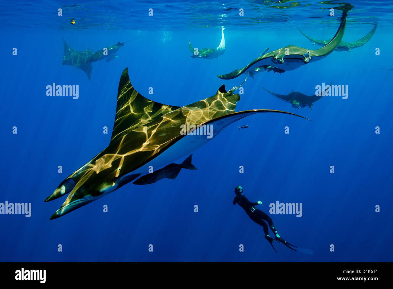 Taucher mit Mantas schwimmen Stockfoto