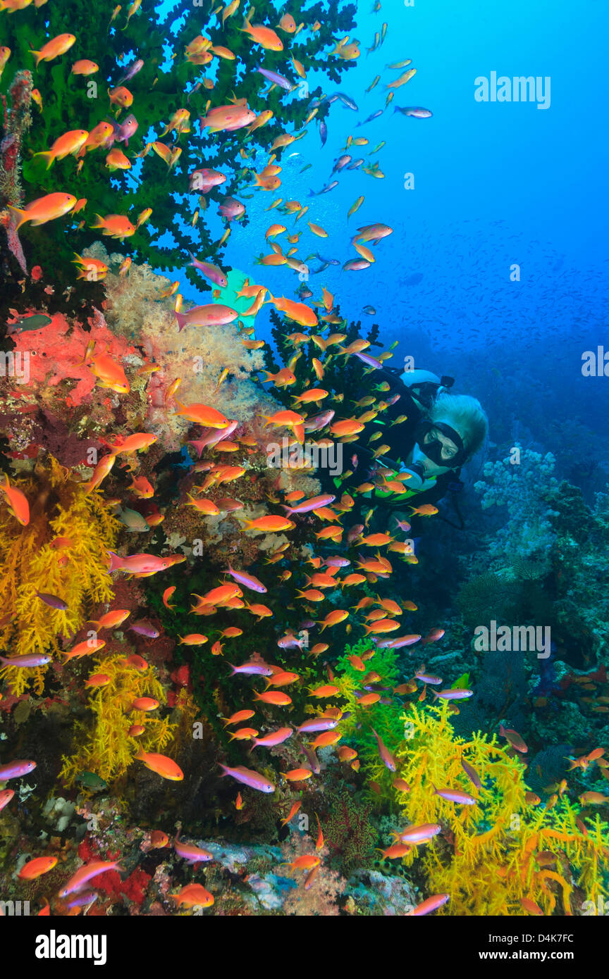 Bunte Fische schwimmen im Korallenriff Stockfoto
