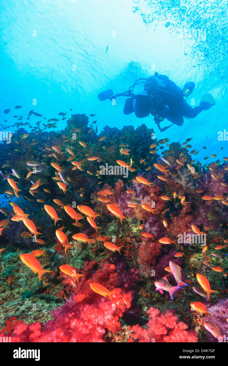 Taucher im Korallenriff schwimmen Stockfoto