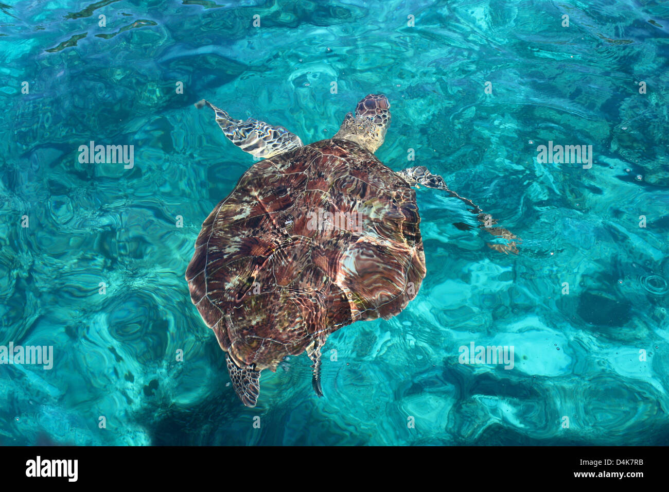 Eine Meeresschildkröte in das klare Wasser des Korallenriffs. Stockfoto