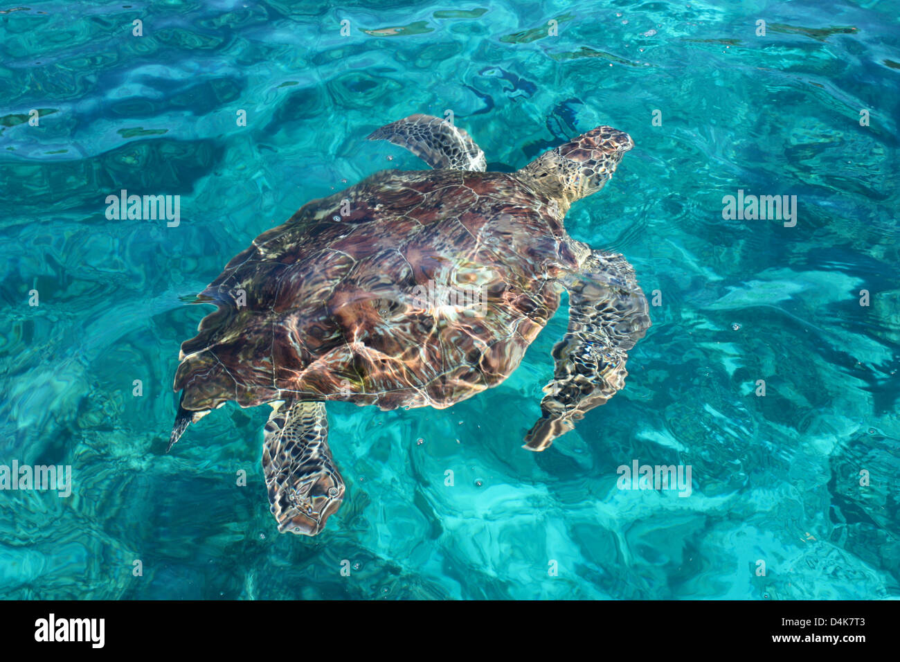 Eine Meeresschildkröte in das klare Wasser des Korallenriffs. Stockfoto
