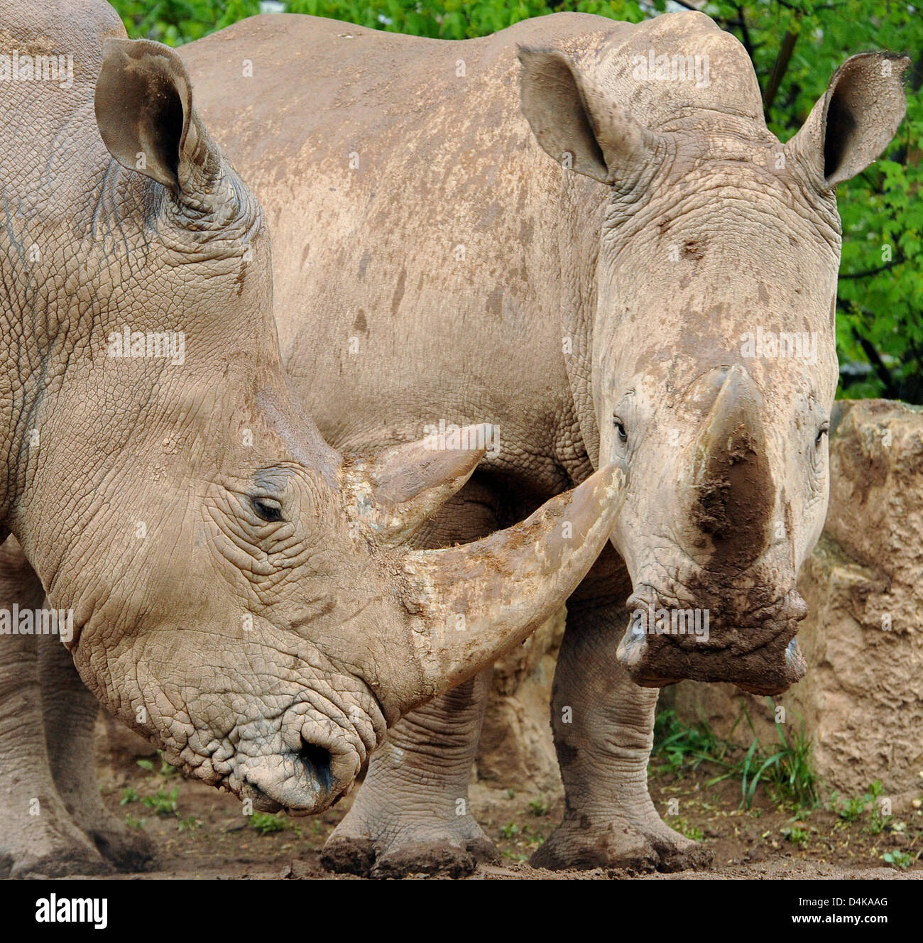 Das weibliche Nashorn Tuli (R) steht neben ihrer Mutter Temba im Zoo in Erfurt, Deutschland, 17. April 2009. Die Quadrat-lippige Nashorn, die welches jetzt 1,4 Tonnen wiegt werden in Großbritannien am 20. April 2009 verschoben. Der Zoo Whipsnade ist eines der erfolgreichsten Rhino-Züchter in Europa und ist glücklich, frisches Blut im Rahmen des Europäischen Programms für vom Aussterben bedrohte Arten die Hände auflegen. T Stockfoto