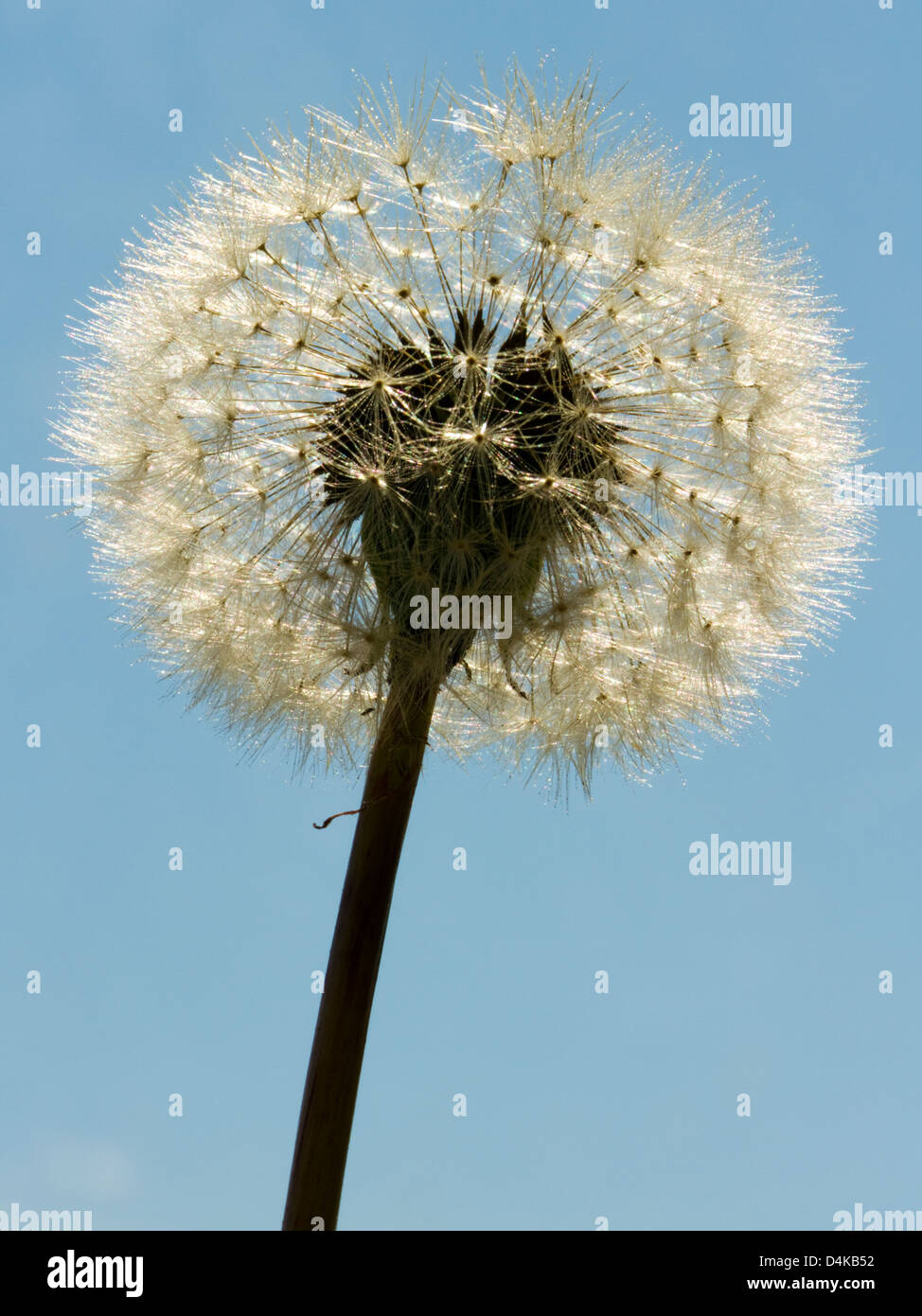 Löwenzahnsamen - Taraxacum Erythrospermum, fotografiert nach oben mit einem blauen Himmelshintergrund Stockfoto