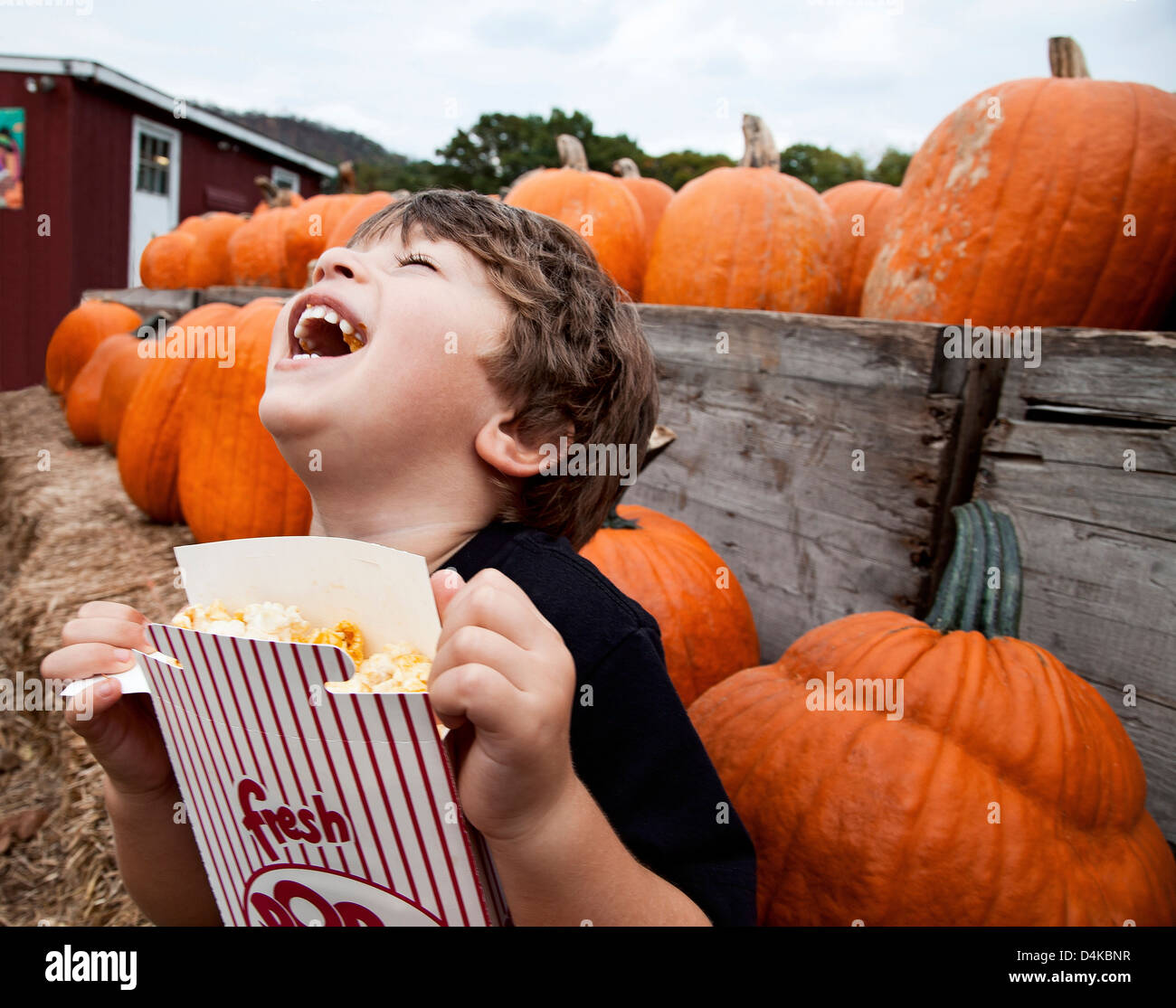 Junge Essen Popcorn im Kürbisfeld Stockfoto