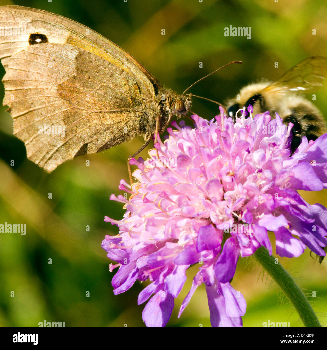 Wiese Brauner Schmetterling - Maniola Jurtina auf Wiese Blume Stockfoto