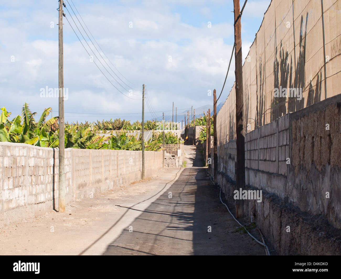 Feldweg zwischen Betonwänden und Bananenplantage lose einen alltäglicher Anblick für Wanderer auf Teneriffa Stockfoto