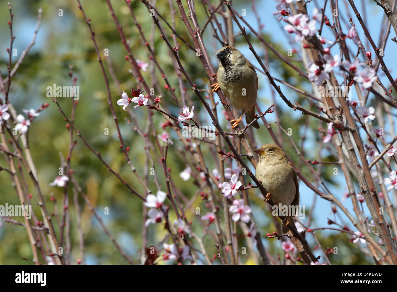 Ein paar Spatzen in Blumen einer blühenden Pflaume Stockfoto