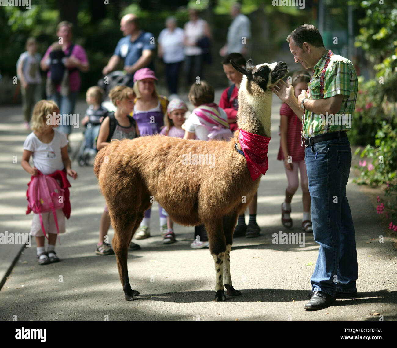 Lama? Soeckchen? wird durch Co-Zoo-Trainer Michael Bussenius im Zoo in Halberstadt, Deutschland, 15. Juli 2009 ging. Die Lama-Waise, die 1,23 Meter hoch mit einem Gewicht von 69 Kilogramm misst, feiert seinen ersten Geburtstag am 16. Juli 2009. Es wurde auf der Flasche nach dem Tod seiner Mutter erzogen. ? Ich bin immer noch der Ziehvater? Bussenius, sagte. Aus Gewohnheit Stockfoto