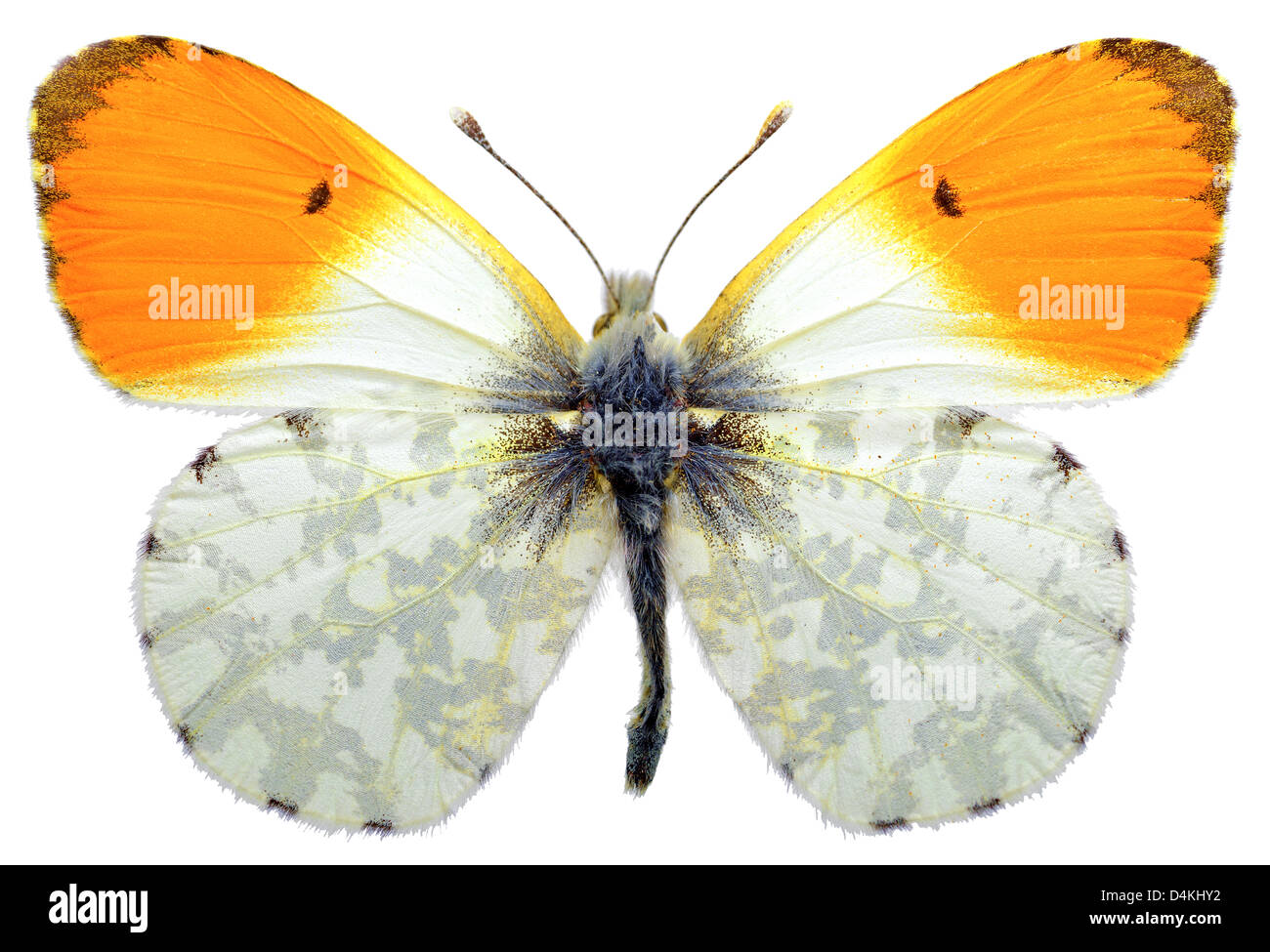 Makroaufnahme einer männlichen orange Spitze Schmetterling (Anthocharis Cardamines) isoliert auf weißem Hintergrund Stockfoto