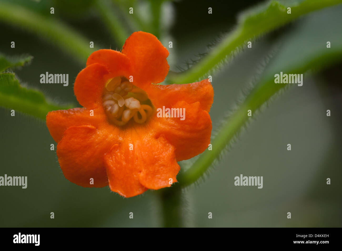 Orange Blume im Nationalpark La Amistad, Chiriqui Provinz, Republik von Panama. Stockfoto
