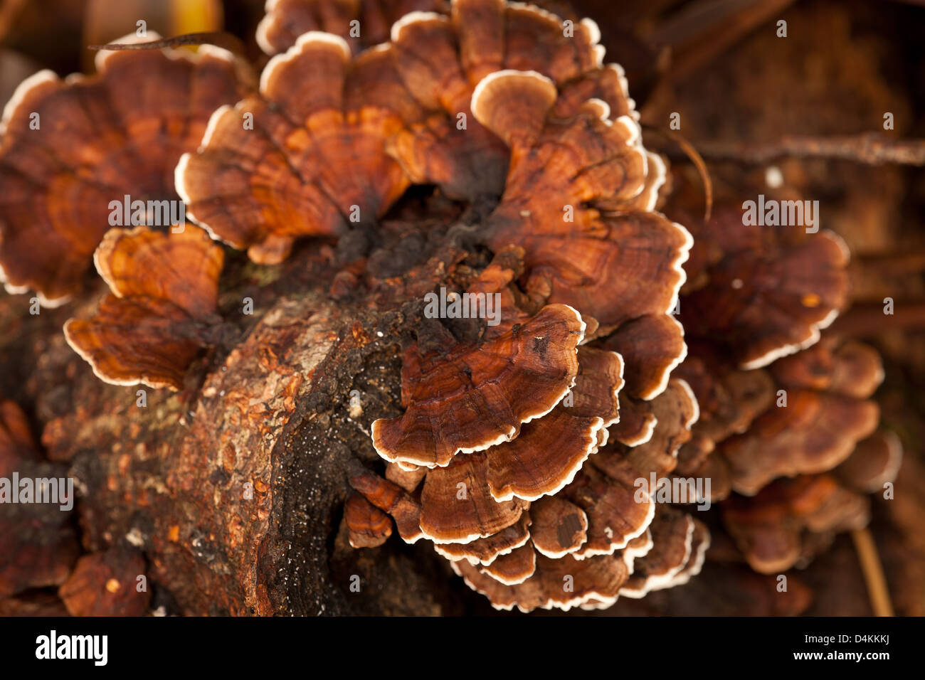 Pilze auf einem gefallenen Anmelden La Amistad Nationalpark, Provinz Chiriqui, Republik Panama. Stockfoto