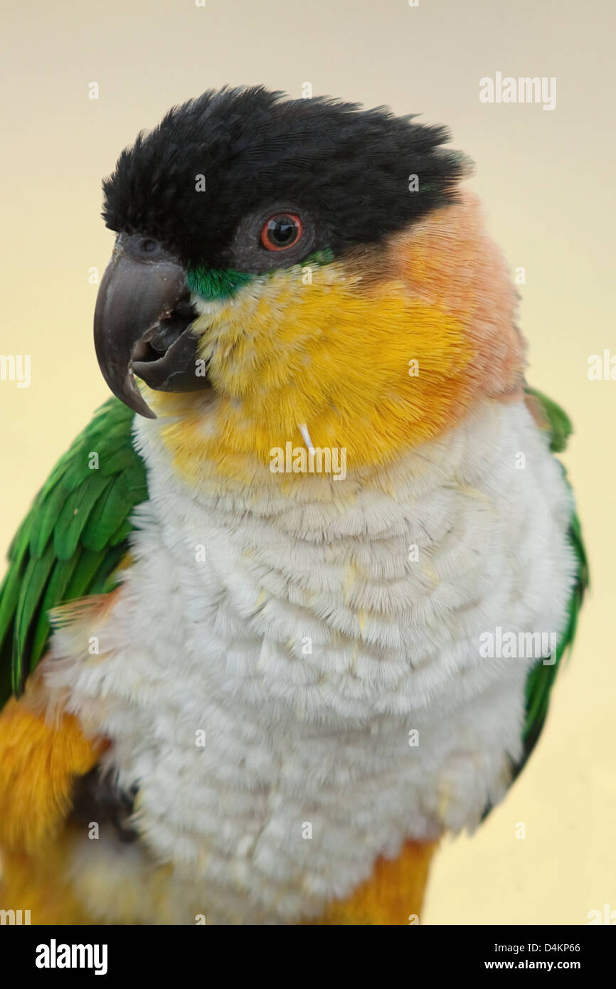 schwarze Leitung Kaiki Papagei Stockfoto