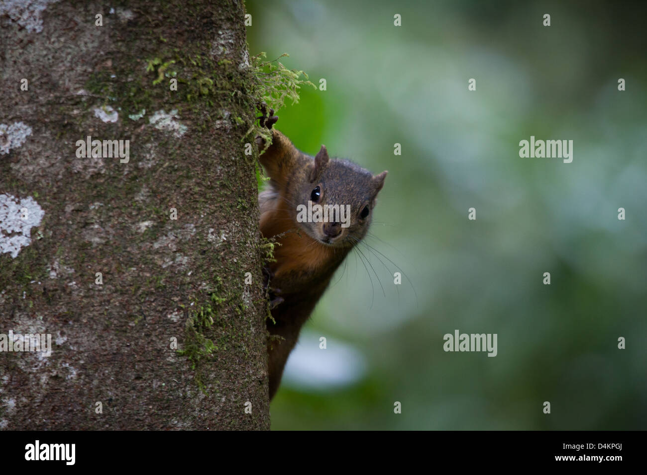 Montane Eichhörnchen, Syntheoscirius brochus, bei Los Quetzales Lodge, La Amistad Nationalpark, Provinz Chiriqui, Republik Panama. Stockfoto