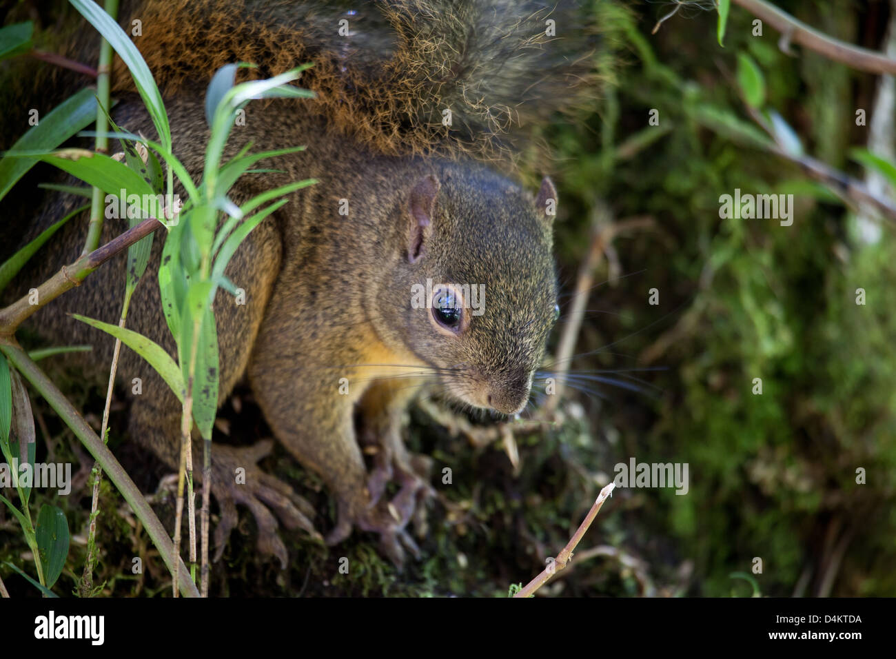 Montane Eichhörnchen, Syntheosciurus brochus, nahe Los Quetzales Lodge, La Amistad Nationalpark, Provinz Chiriqui, Republik Panama. Stockfoto