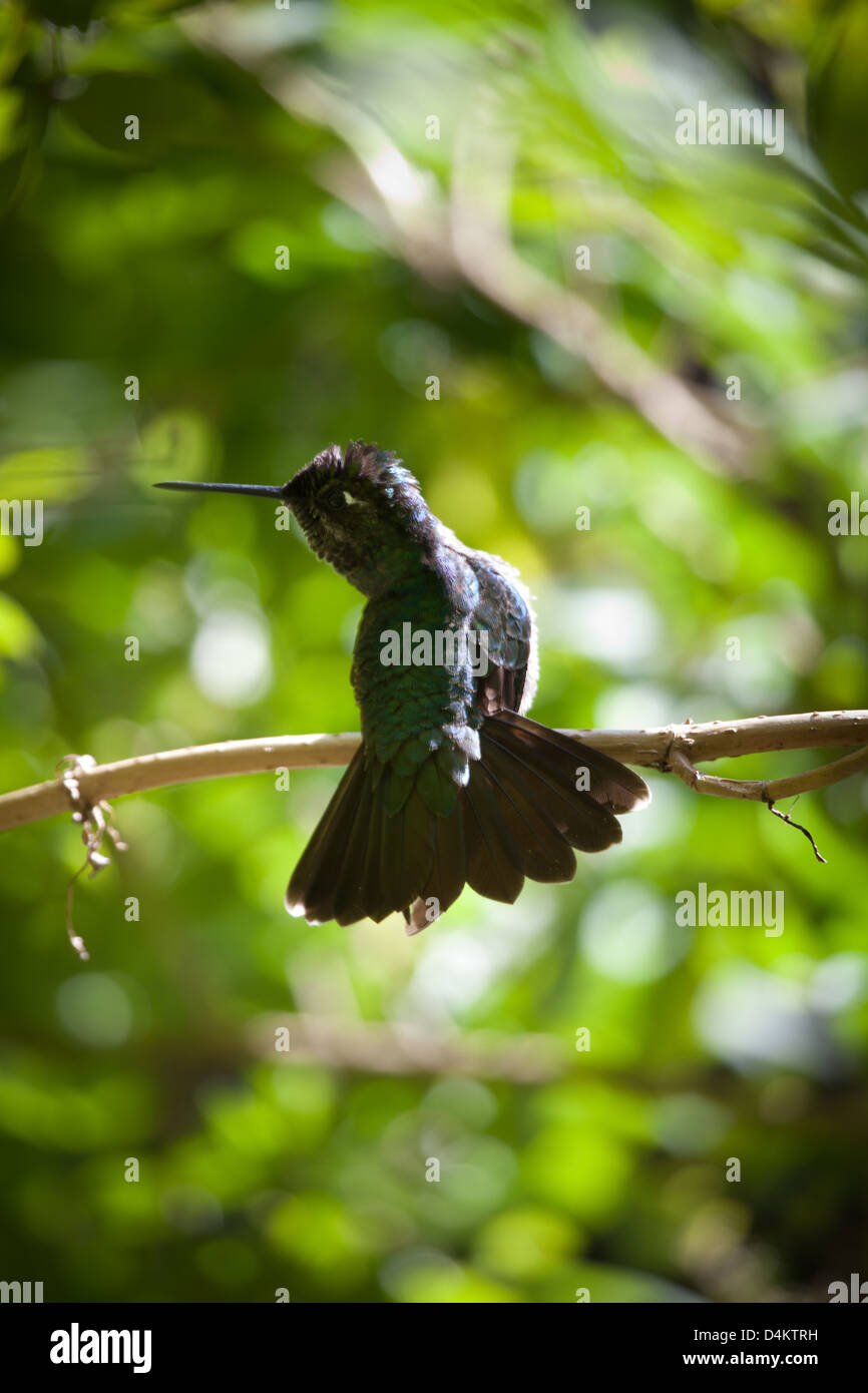Kolibri in der Nähe von Los Quetzales Lodge, La Amistad Nationalpark, Chiriqui Provinz, Republik von Panama. Stockfoto