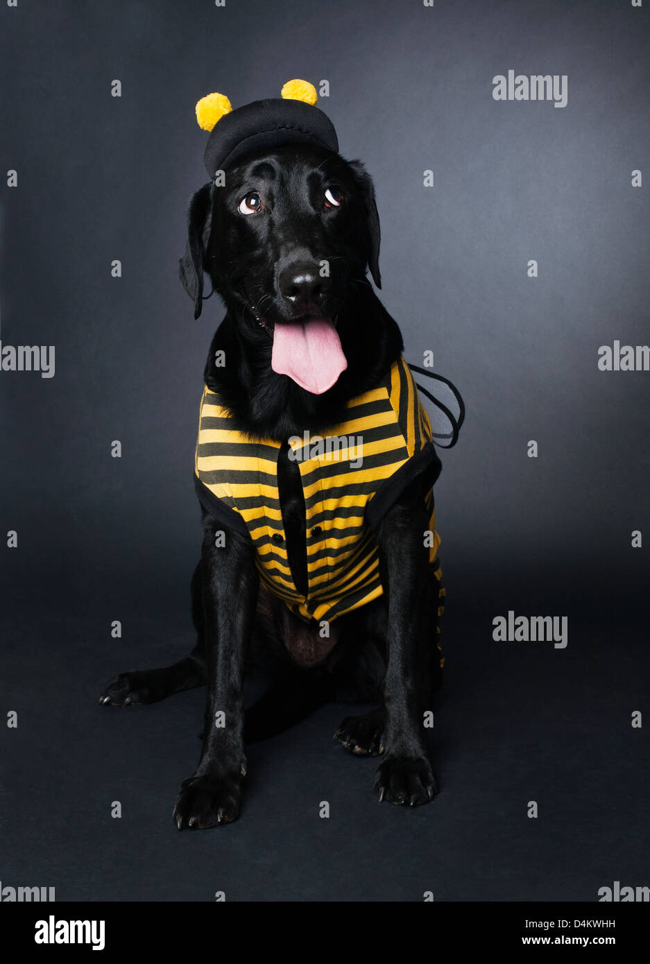 Hund tragen Bumblebee Kostüm Stockfoto