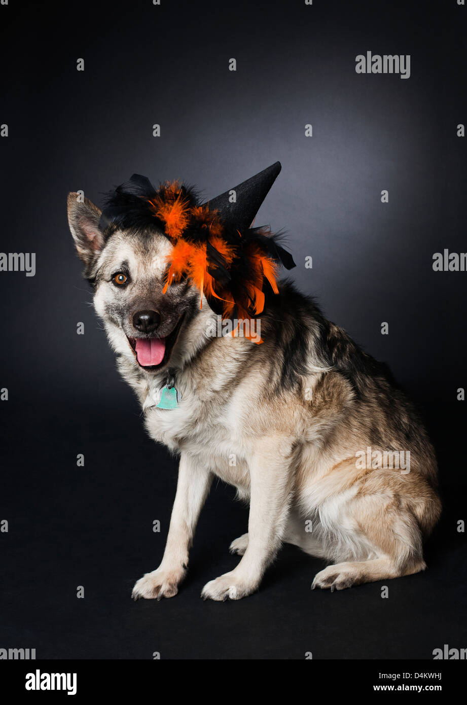 Hund in Halloweenkostüm Stockfoto