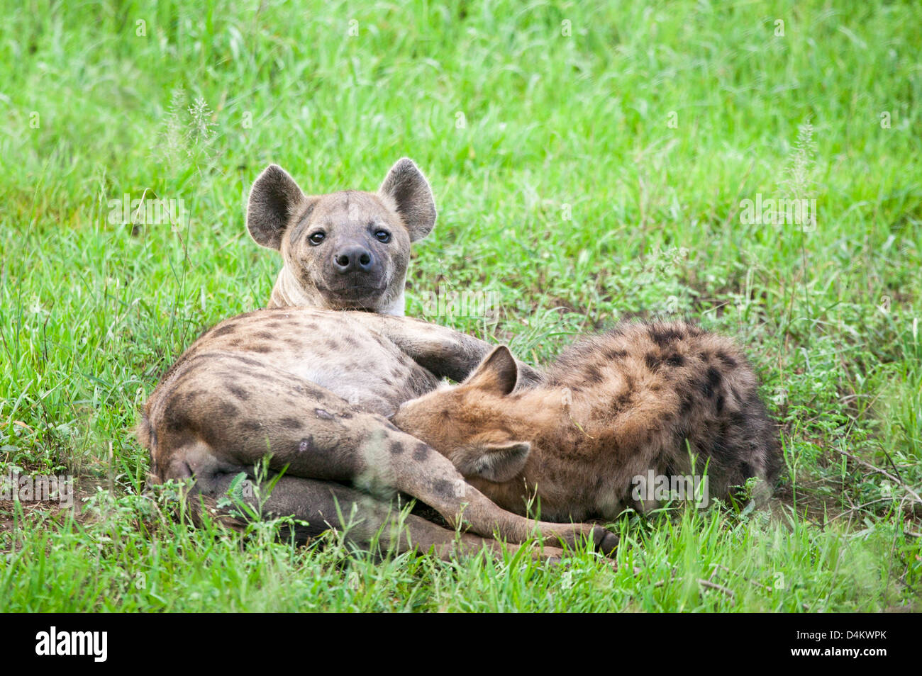 Mutter und Kind, gefleckte Hyäne Crocuta Crocuta.  Säugling Säugling Stockfoto