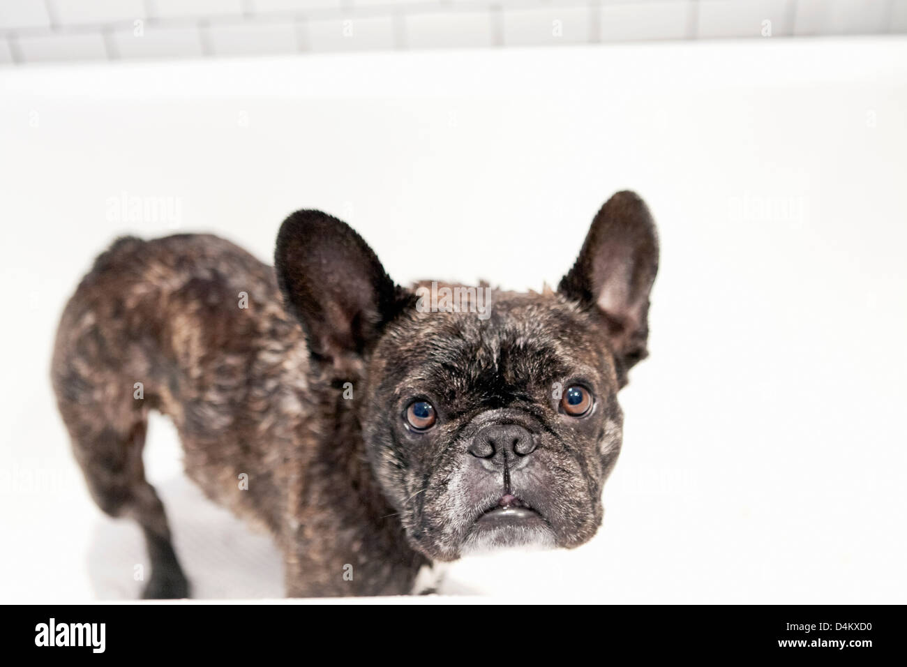 Französische Bulldogge stehend in Badewanne Stockfoto