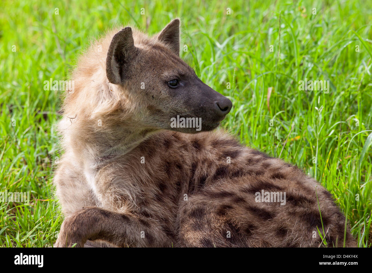 Ruht auf der Wiese ein Säugling entdeckt Hyäne Crocuta Crocuta wird zu einer Bedrohung durch das Pack alarmiert Stockfoto