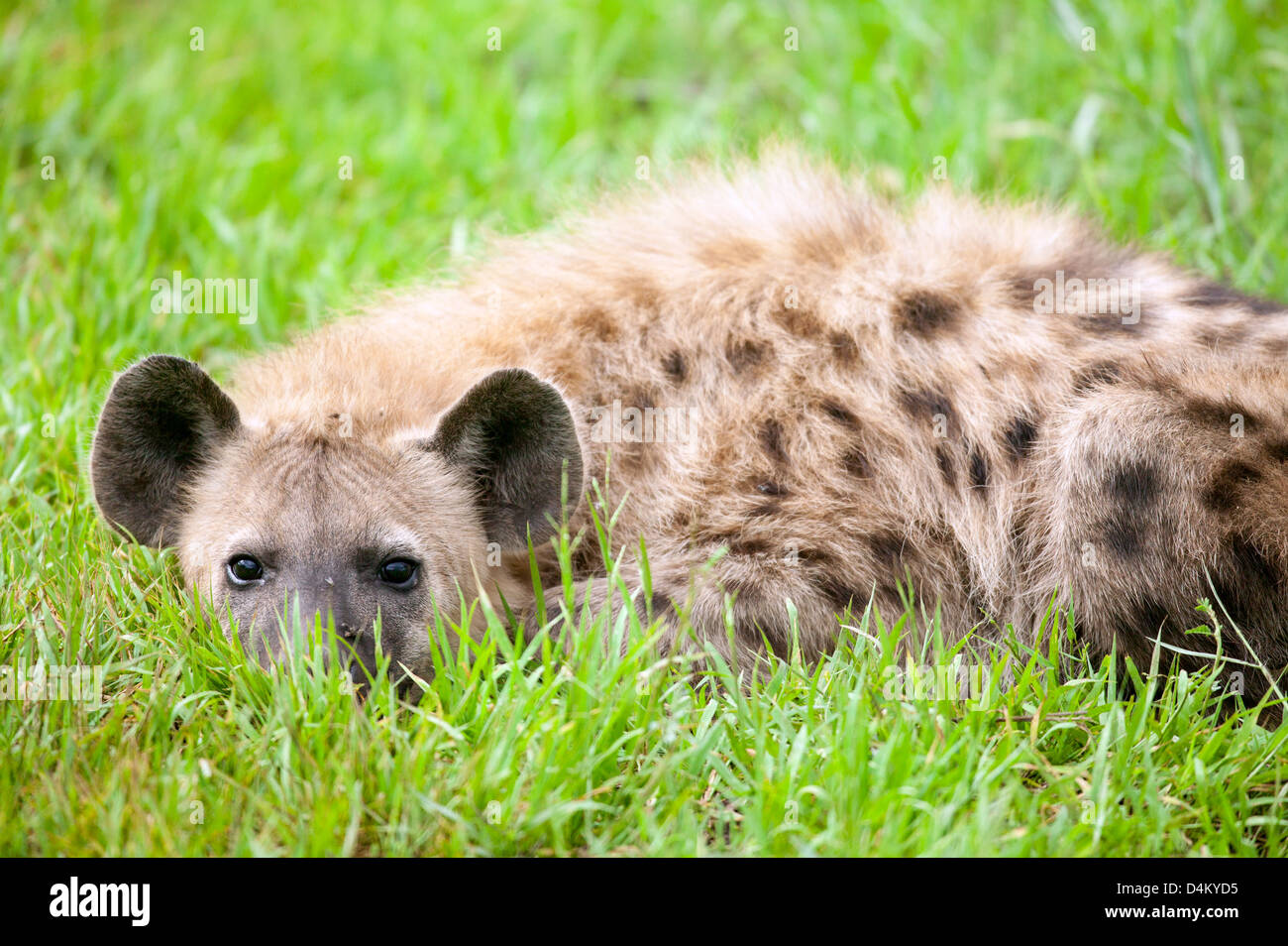 Säugling gefleckte Hyäne Crocuta Crocuta flach legen, versteckt in den Rasen Stockfoto