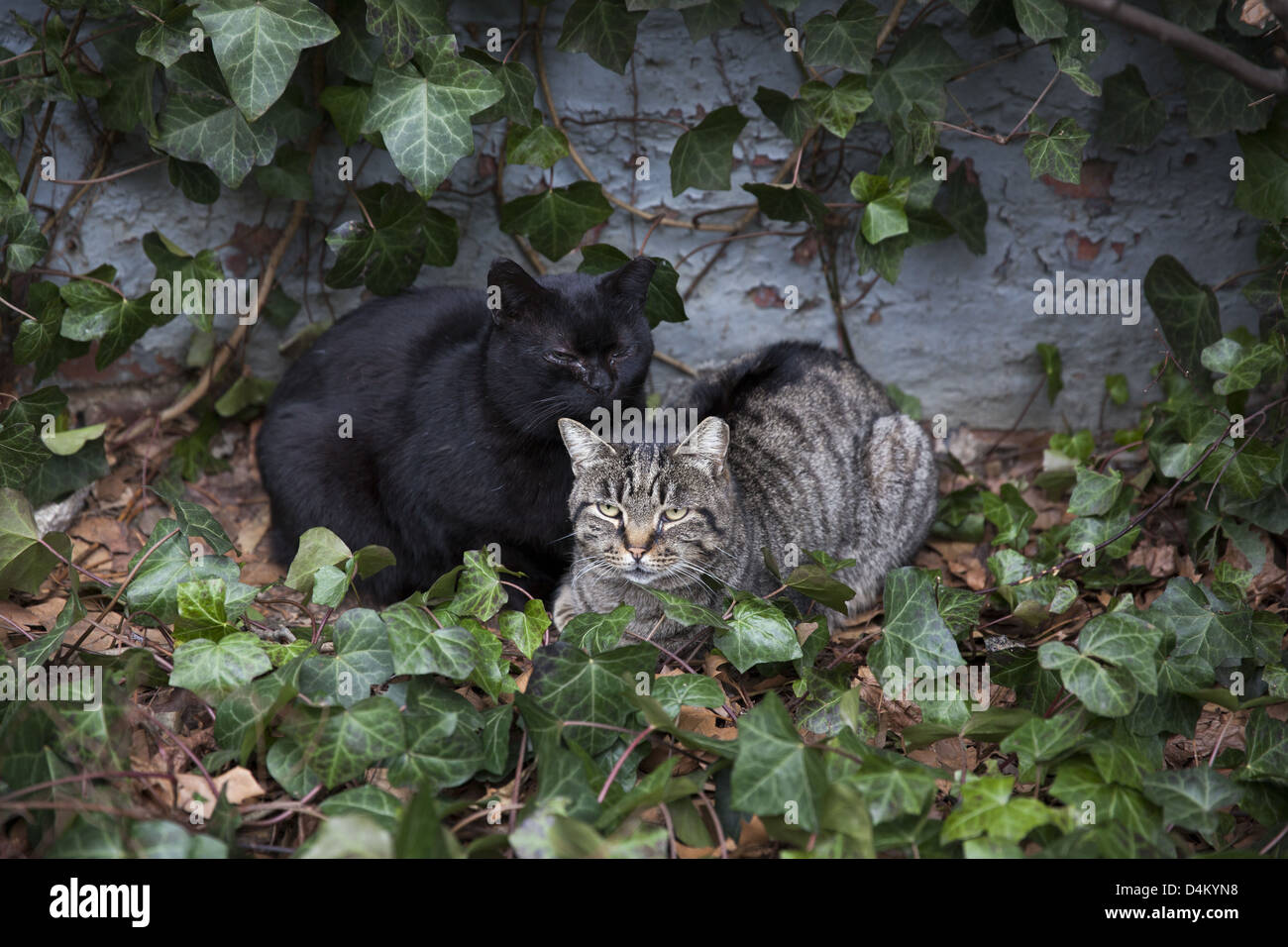 Ein paar Katzen wärmten sich in der Sonne in einem Hof in Brooklyn, New York. Stockfoto