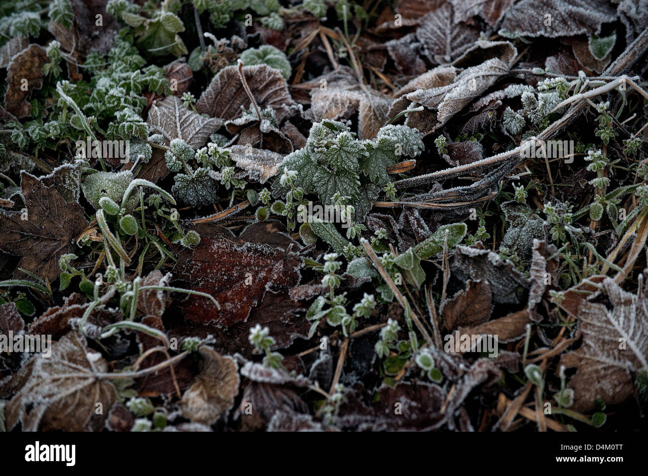 Blätter & Unkraut im Winterfrost Stockfoto