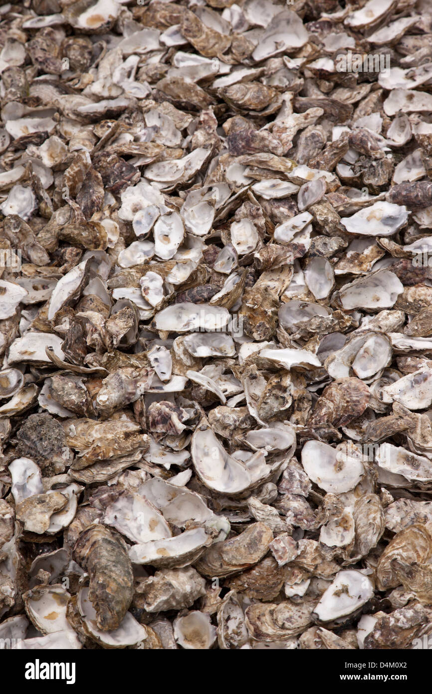 Nahaufnahme der geöffneten Oyster Shells, Cancale Oyster Farm, Bretagne, Frankreich Stockfoto