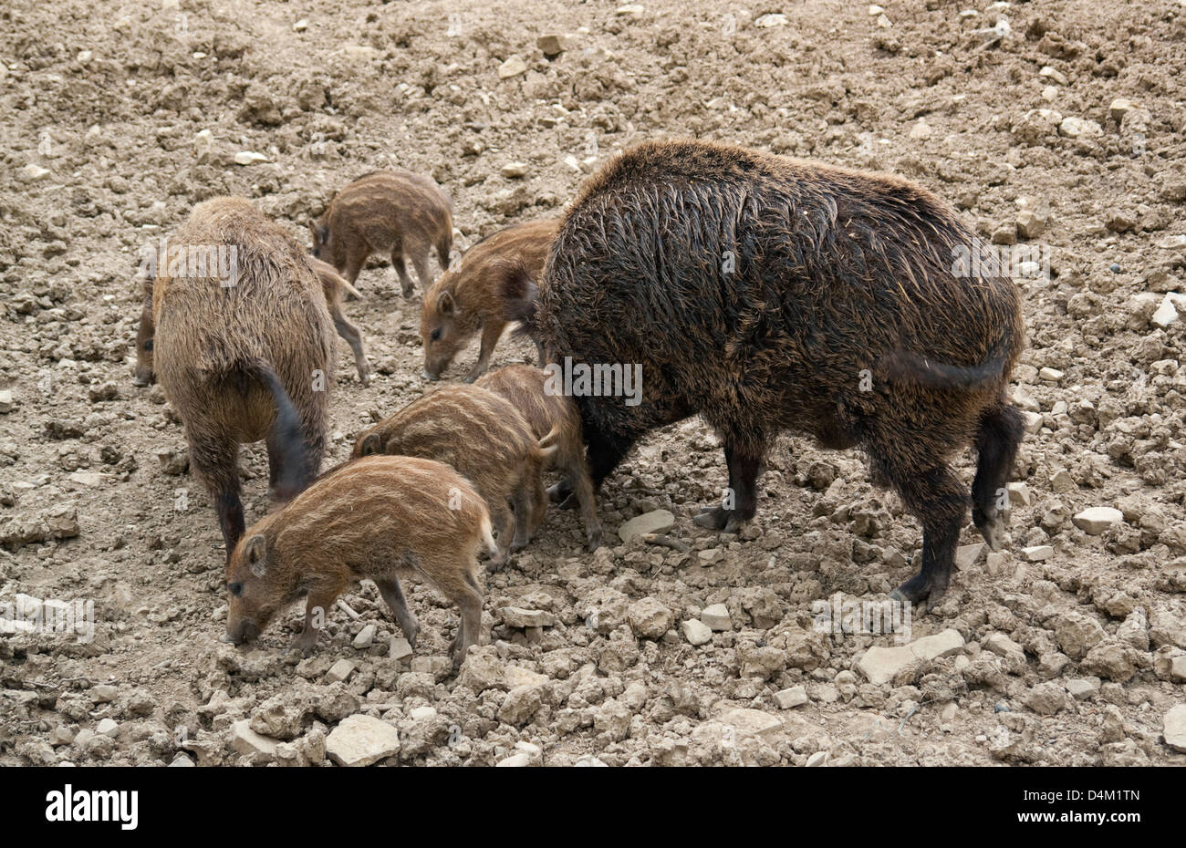 hohen Winkel gedreht, zeigt eine Gruppe von Wildschweinen in erdigen Ambiente Stockfoto