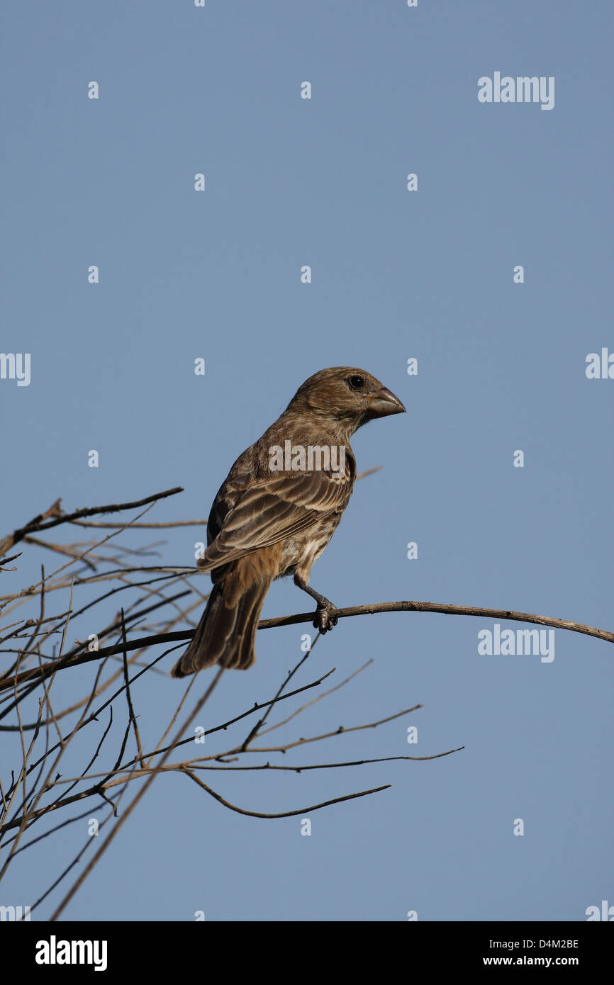 Grünfink Stockfoto