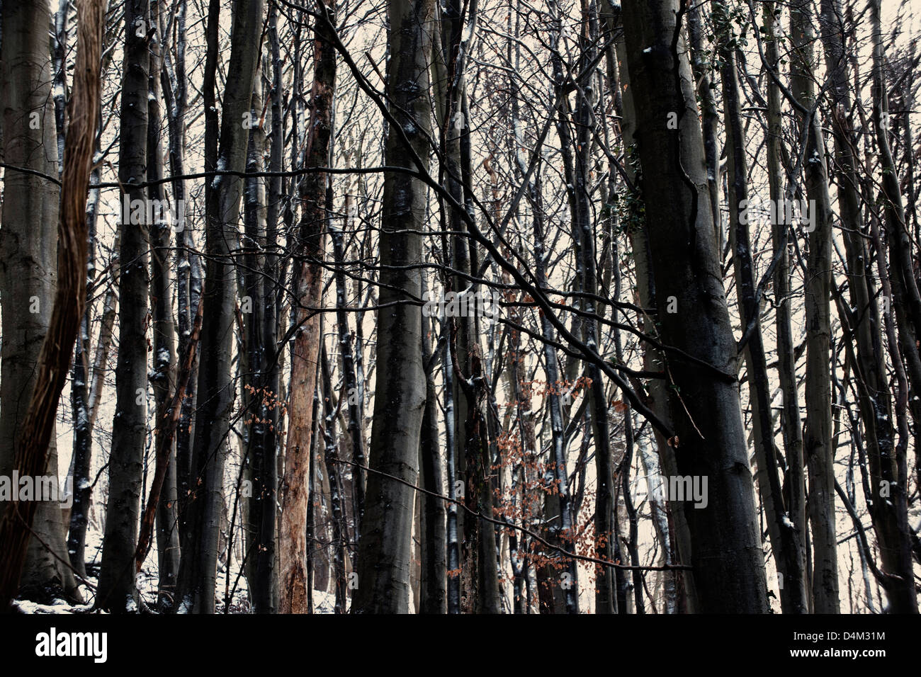 Bäume im Winterschnee Stockfoto