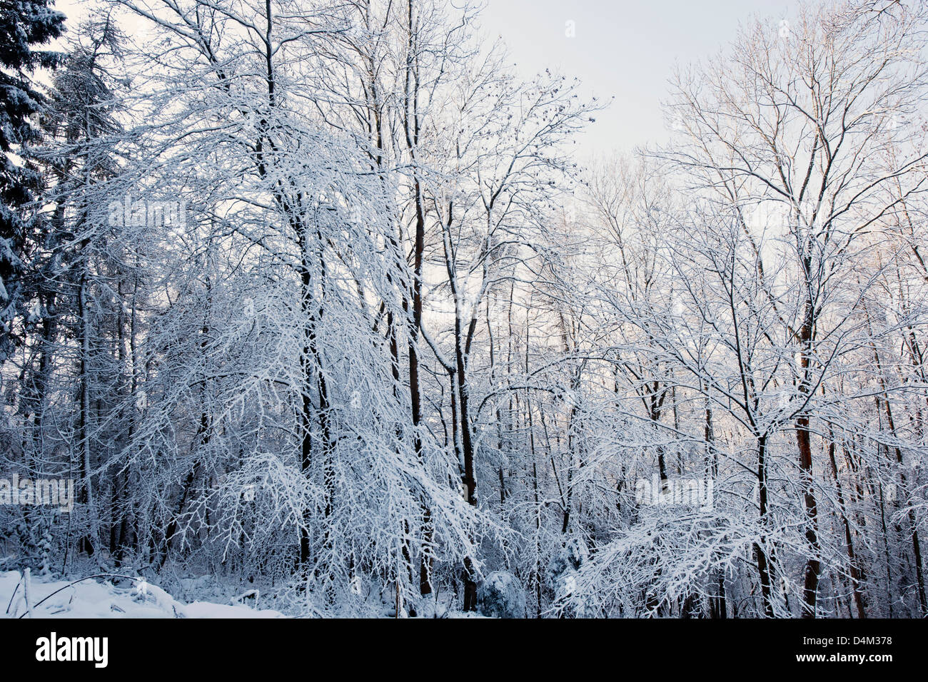 Bäume im Winterschnee Stockfoto