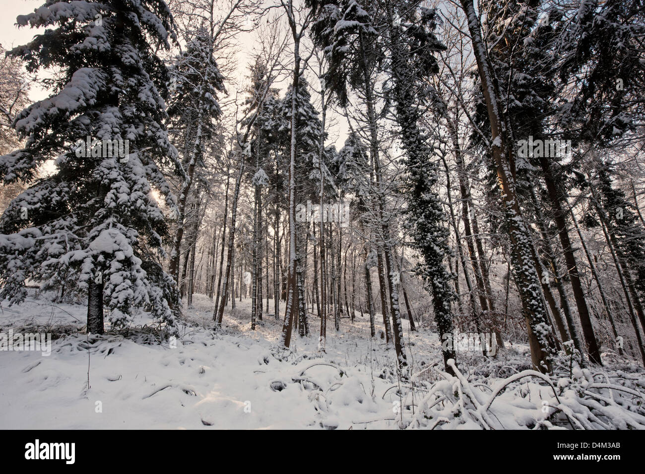 Bäume im Winterschnee Stockfoto