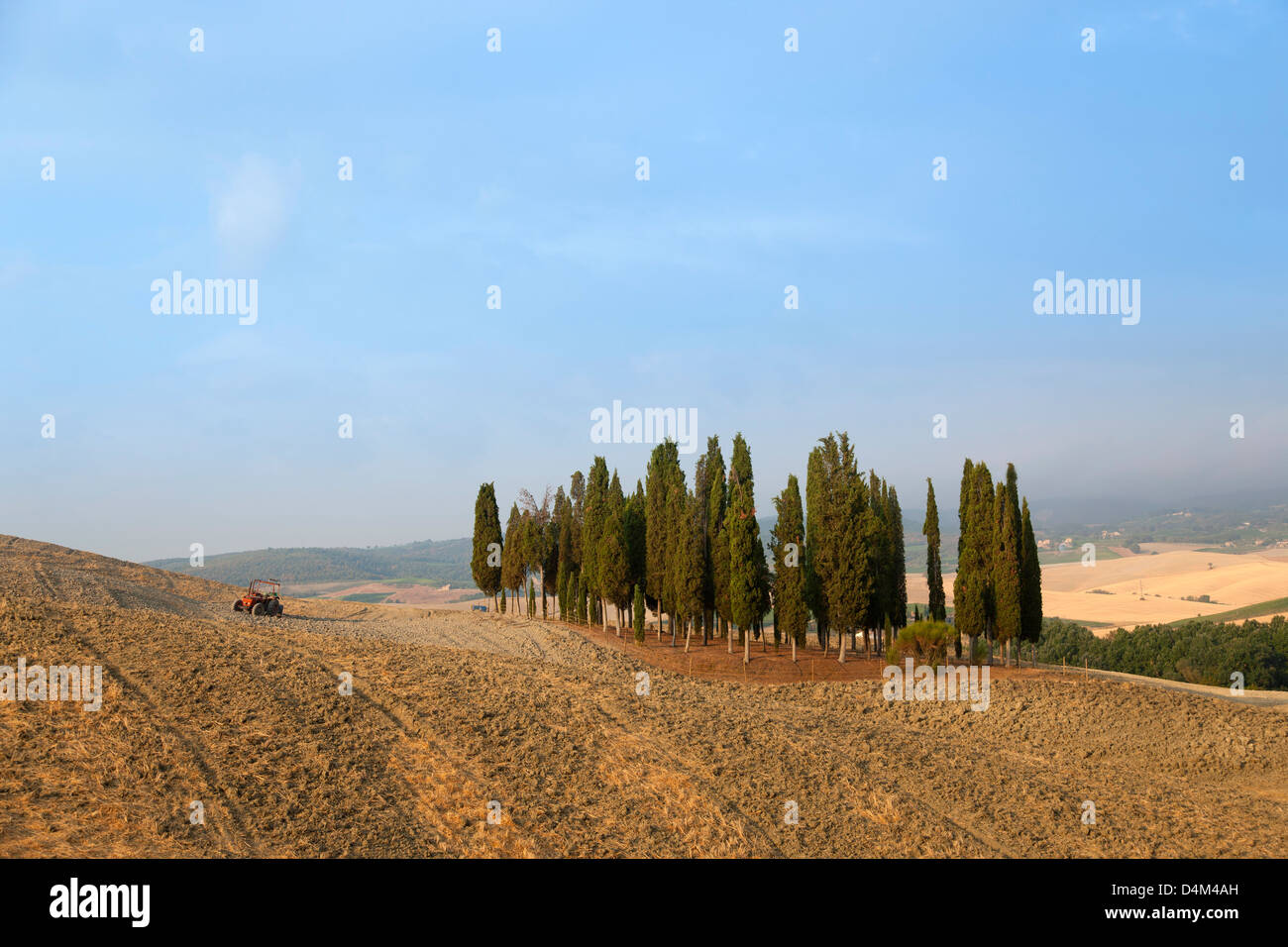 Toskanischen Zypressen in staubige Landschaft Stockfoto