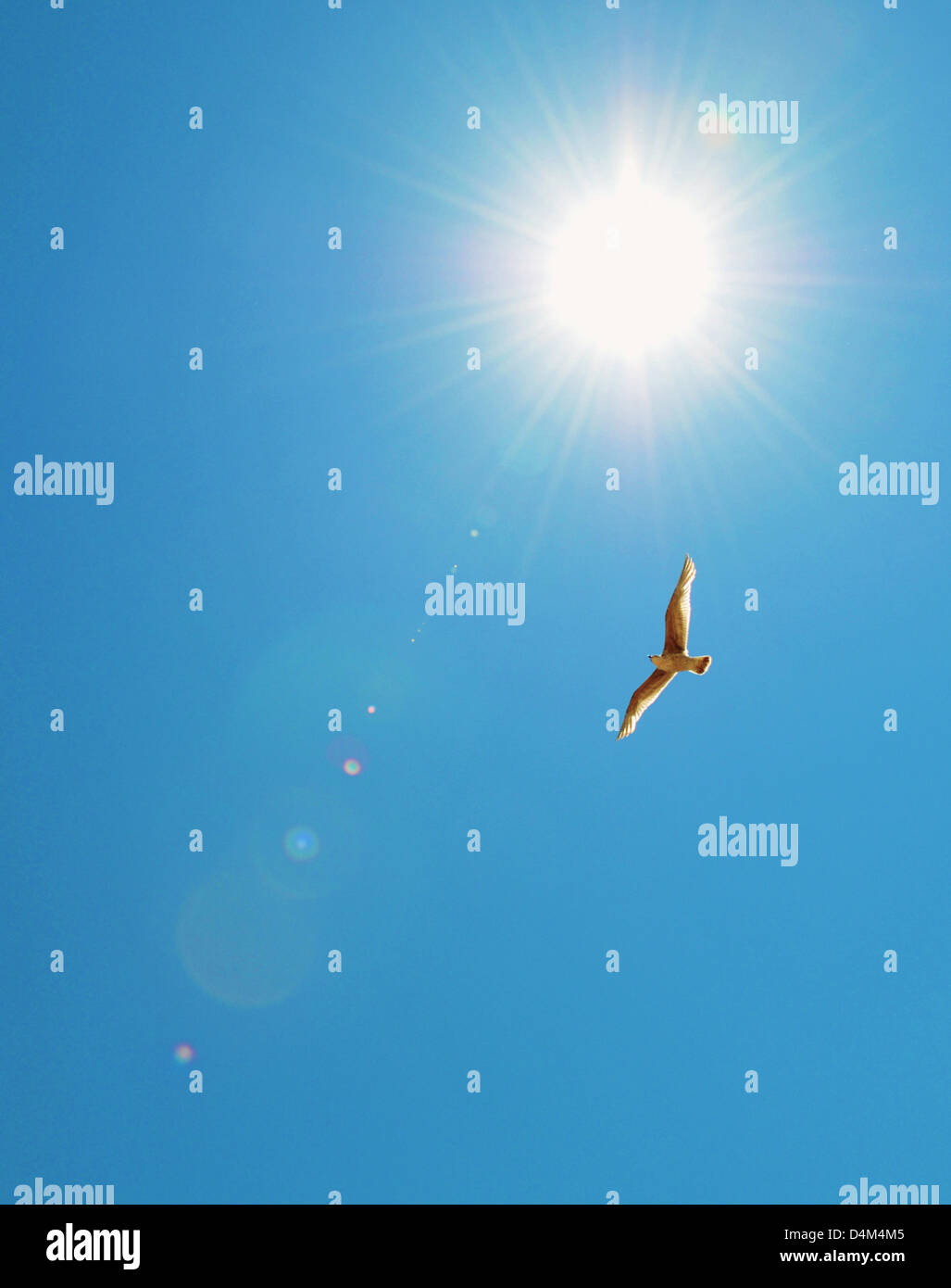 Vogel fliegt im blauen Himmel Stockfoto Vogel fliegt im blauen Himmel Stockfoto