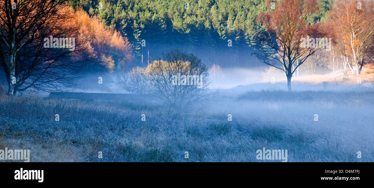 Nebel über Sherbrooke Tal im Herbst Cannock Chase Country Park AONB (Gebiet von außergewöhnlicher natürlicher Schönheit) in Staffordshire Stockfoto