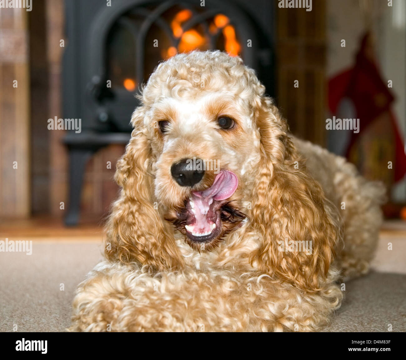 Cocker Spaniel mit großen Ohren liegen und beobachten Stockfoto