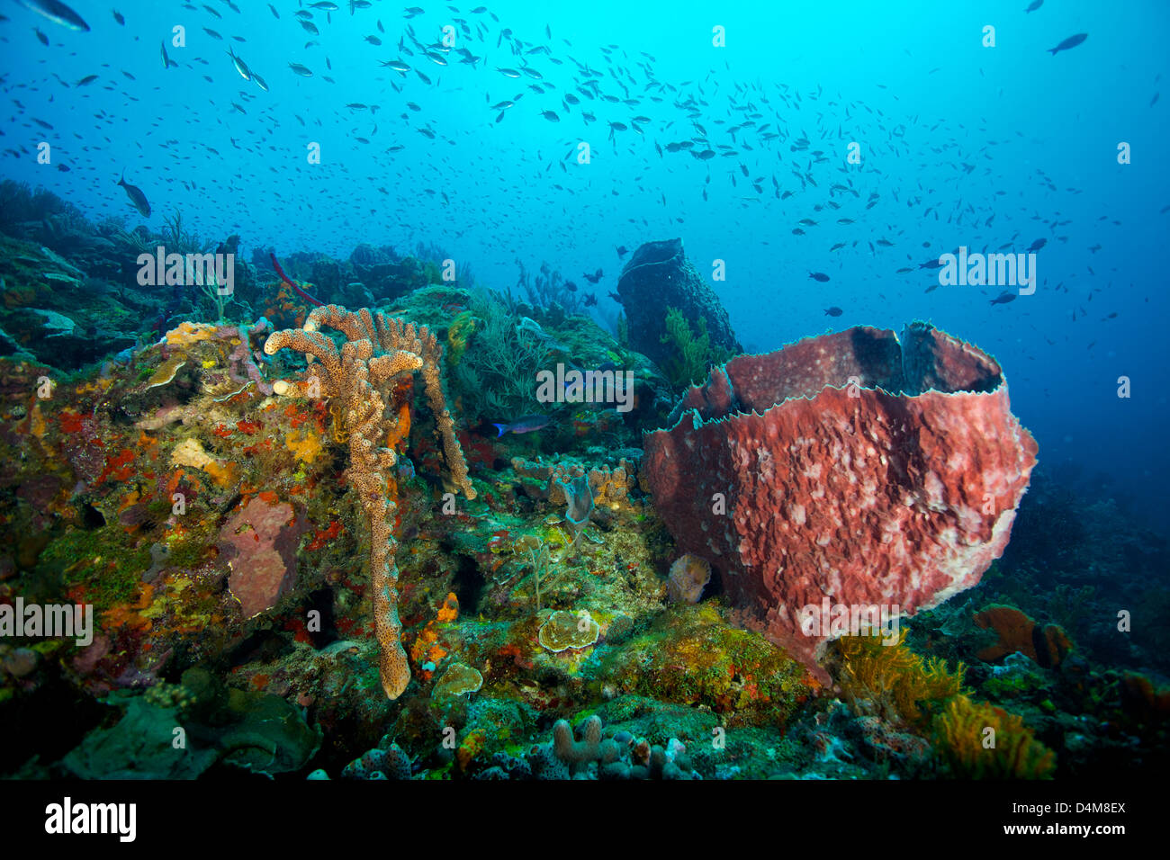 Wunderschönes Riff Szene unter Wasser in St. Lucia Stockfoto