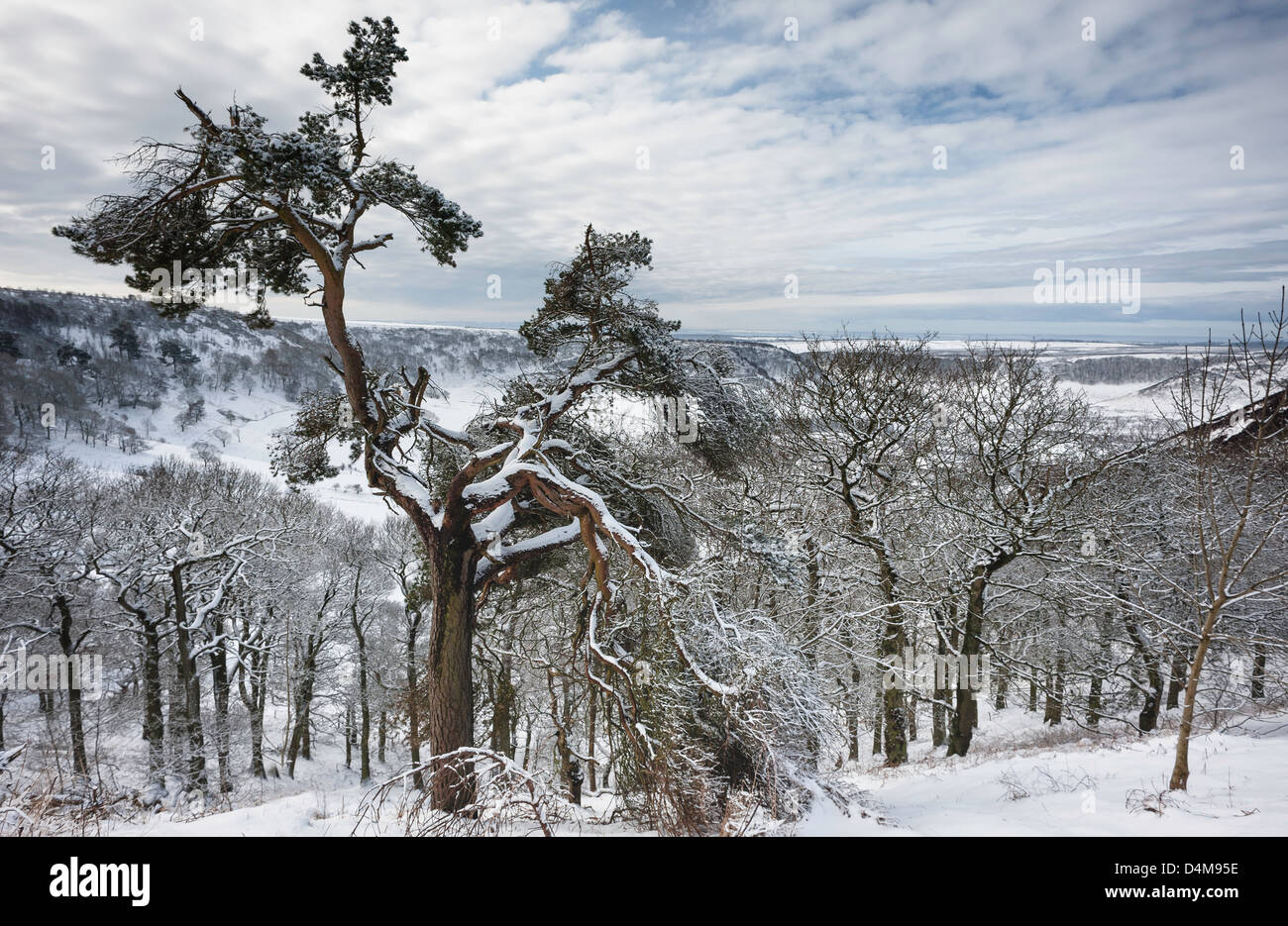 Schnee über das Loch des Horcum in North York Moors Nationalpark zwischen Levisham und Goathland in North Yorkshire, Großbritannien Stockfoto