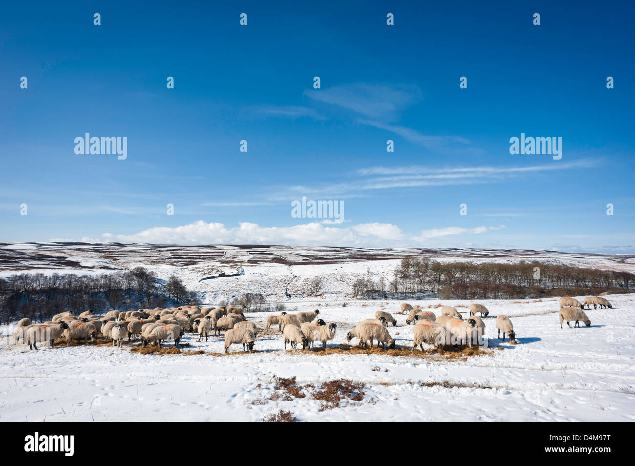 Weide meine Schafe auf offenen Moorlandschaften schneebedeckt in North York Moors National Park in der Nähe von Goathland, Yorkshire, Großbritannien. Stockfoto