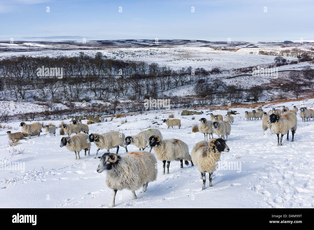 Schafe ernähren sich von Schnee bedeckt Moorland in North York Moors National Park in der Nähe von Dorf Goathland, Yorkshire, Großbritannien Stockfoto