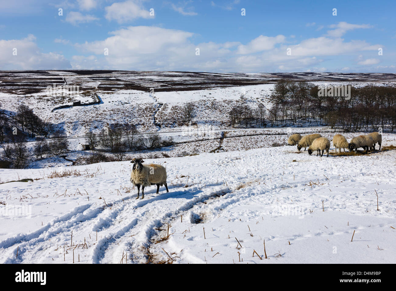 Schafe ernähren sich von Schnee bedeckt Moorland in North York Moors National Park in der Nähe von Dorf Goathland, Yorkshire, Großbritannien Stockfoto